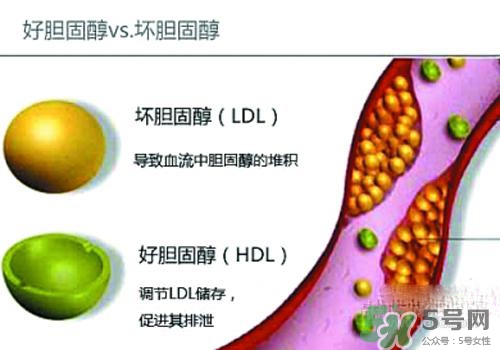 膽固醇高是血脂稠嗎？膽固醇高和血脂稠有什么聯(lián)系？