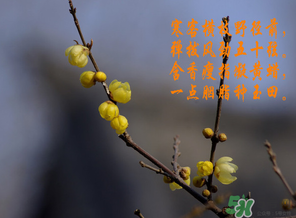 臘月有什么時候好日子？臘月有幾個黃道吉日？