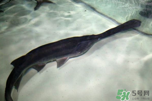鴨嘴魚多少錢一斤？野生鴨嘴魚多少錢一斤？