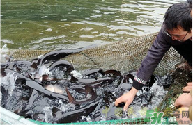 鴨嘴魚多少錢一斤？野生鴨嘴魚多少錢一斤？
