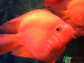 魚眼睛紅了怎么回事？魚眼睛變紅是什么原因？
