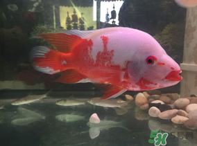 魚眼睛紅了怎么回事？魚眼睛變紅是什么原因？
