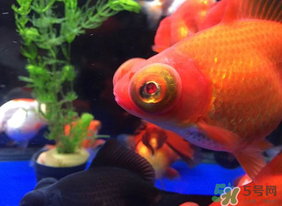 魚眼睛紅了怎么回事？魚眼睛變紅是什么原因？