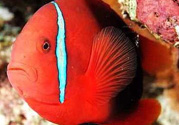魚眼睛紅了怎么回事？魚眼睛變紅是什么原因？