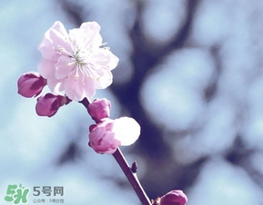 立春吃什么蔬菜？立春時(shí)令蔬菜推薦