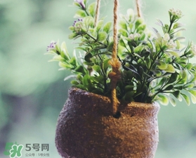 立春吃什么蔬菜？立春時(shí)令蔬菜推薦