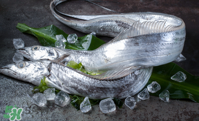 帶魚多少錢一斤？帶魚多少錢一箱？
