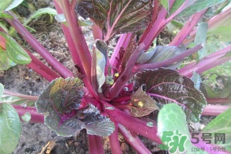 紅菜苔熱量高嗎？吃紅菜苔嗎會(huì)胖嗎？