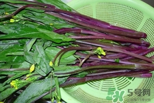 紅菜苔苦的可以吃嗎？紅菜苔很苦可以吃嗎？