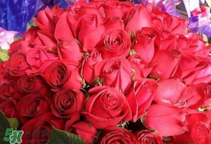情人節(jié)送什么顏色的玫瑰花好？情人節(jié)送幾朵玫瑰花好？