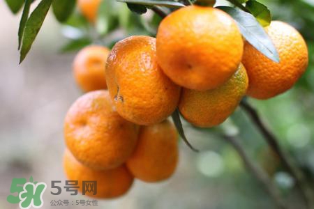 沙糖桔可以放冰箱保存嗎？沙糖桔能冷凍嗎？