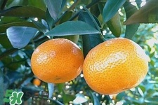 高血壓能吃橘子嗎？高血壓病人可以吃橘子嗎？