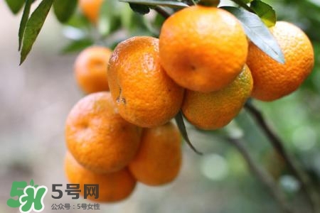 如何挑選蜜桔？蜜桔怎么挑選？