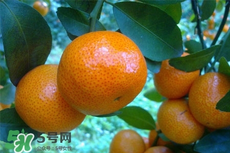 蜜桔可以放冰箱保存嗎？蜜桔能冷凍嗎？