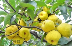 冬天吃梨子太冰怎么辦？冬天怎么吃梨子不冰？