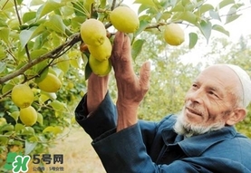 香梨吃多了會怎樣？香梨一天可以吃幾個？