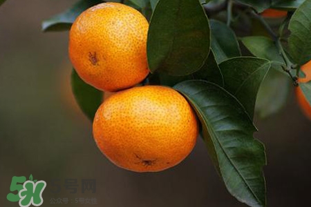 橘子不能跟什么一起吃？橘子和什么食物相克？