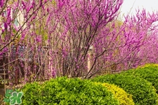 春天養(yǎng)生吃什么粥好？春季養(yǎng)生粥品有哪些？
