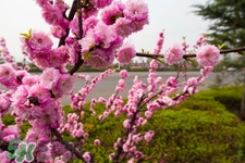 春天養(yǎng)生湯有哪些？春季養(yǎng)生喝什么湯好？