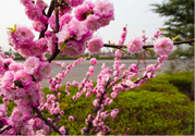 春天養(yǎng)生吃什么粥好？春季養(yǎng)生粥品有哪些？