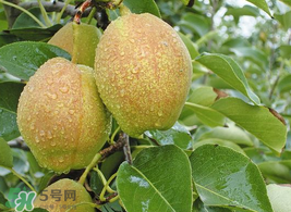 香梨怎么保存？香梨可以放冰箱嗎？