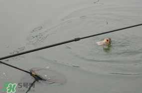 立春后能釣魚嗎？立春后好釣魚嗎？