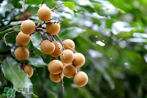 龍眼一天吃多少合適？每天吃幾個(gè)龍眼合適？
