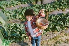 孕婦可以去摘草莓嗎？懷孕了能去摘草莓嗎？