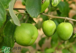 吃青棗會拉肚子嗎？拉肚子可以吃青棗嗎？