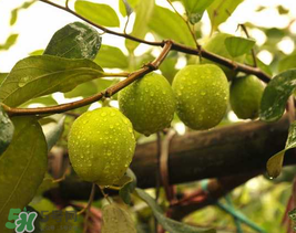 來月經(jīng)可以吃青棗嗎？月經(jīng)可以吃青棗嗎？