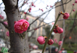 立春后種什么花？立春時(shí)開的花有哪些？