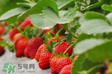 現(xiàn)摘的草莓有農(nóng)藥嗎？怎么辨別草莓打過(guò)農(nóng)藥？
