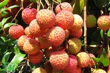 吃荔枝會(huì)酒駕嗎？為什么吃荔枝會(huì)酒駕？