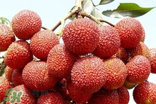 吃荔枝會(huì)酒駕嗎？為什么吃荔枝會(huì)酒駕？