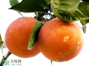 血橙為什么沒有血絲？血橙為什么不紅？