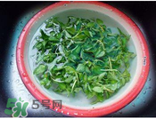 香菜煮水洗腎是真的嗎？香菜煮水洗腎是真的嗎