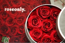 roseonly是什么花？roseonly是真花還是假花？