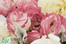 roseonly是怎么火起來的？roseonly值得買嗎？