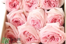 roseonly可以保存多久？roseonly能放多長(zhǎng)時(shí)間？