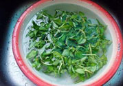 香菜煮水洗腎是真的嗎？香菜煮水洗腎是真的嗎
