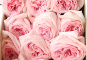 roseonly鮮花怎么保養(yǎng)？roseonly永生花怎么保養(yǎng)？