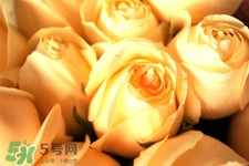 情人節(jié)可以送黃玫瑰嗎？情人節(jié)送黃玫瑰好嗎？