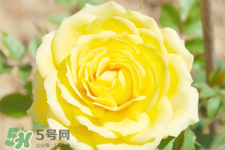 情人節(jié)可以送黃玫瑰嗎？情人節(jié)送黃玫瑰好嗎？