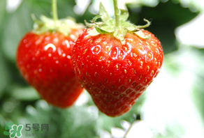 小孩咳嗽可以吃草莓嗎？小孩發(fā)燒可以吃草莓好？