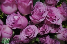 鮮花怎么養(yǎng)？鮮花怎么養(yǎng)放的比較久？