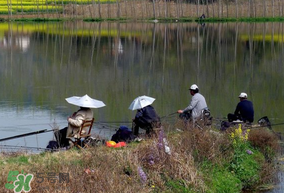 初春什么時候可以釣魚？初春釣魚技巧
