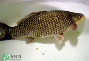 春天釣鯽魚用什么餌料？春天釣鯽魚餌料配方