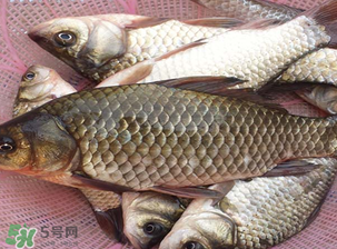 春天釣鯽魚用什么餌料？春天釣鯽魚餌料配方