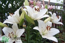 百合花葉子發(fā)黃怎么回事？百合花葉子發(fā)黃怎么辦？