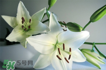 百合花葉子發(fā)黃怎么回事？百合花葉子發(fā)黃怎么辦？